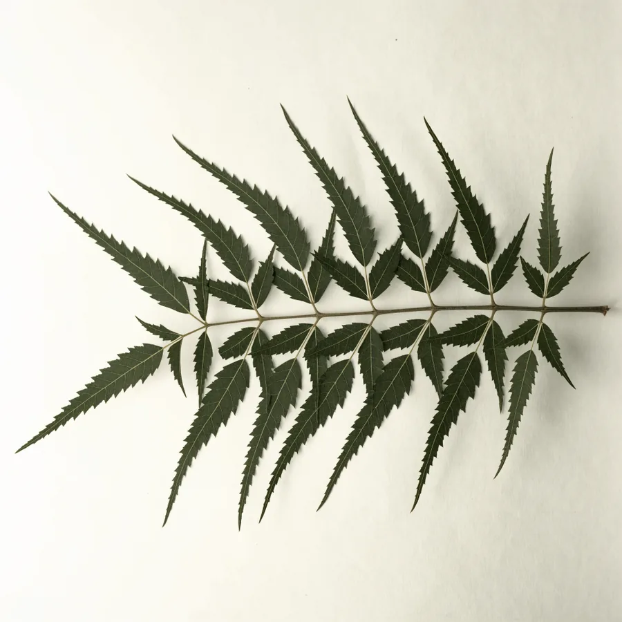Pressed specimen of Neem